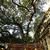 Bodhi Tree